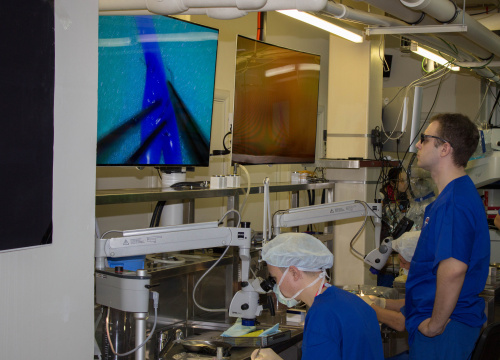 Профессоры из Японии и Чехии проводят на базе ФЦН Тюмени курс по реваскуляризации головного мозга