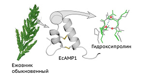  Российские медики обнаружили новую модификацию у семейства белков, защищающих растения от болезней 