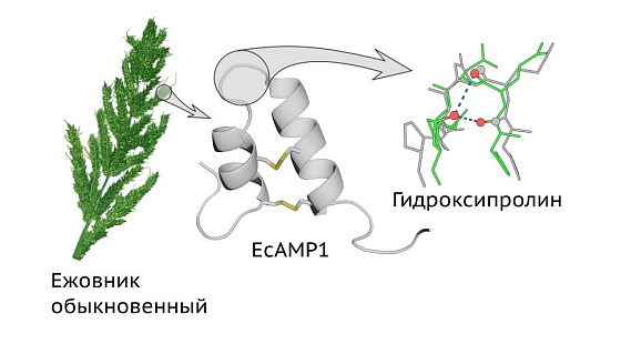  Российские медики обнаружили новую модификацию у семейства белков, защищающих растения от болезней 
