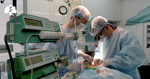  Кардиохирурги Сеченовского Университета впервые в мире имплантировали разработанный ими аортальный клапан из донорского перикарда лабораторному животному 